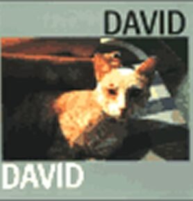 David - Jiří David