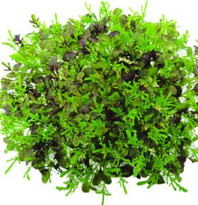 Bujónka InGreen Microgreens set 2+2 Mizuna červená