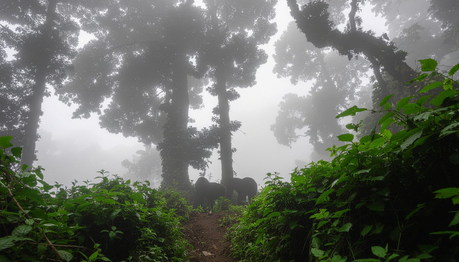 Bwindi Impenetrable