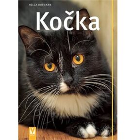 Kočka