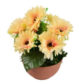 Gerbery světle oranžové 7 květů v terakotové misce Ø22/ 24 cm