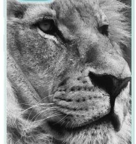 iSaprio Lion 10 pro Samsung Galaxy A71