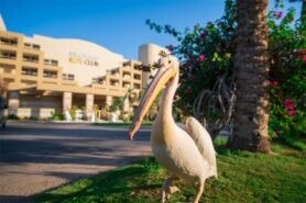 Sindbad Club (Ex.sindbad Aqua Resort)