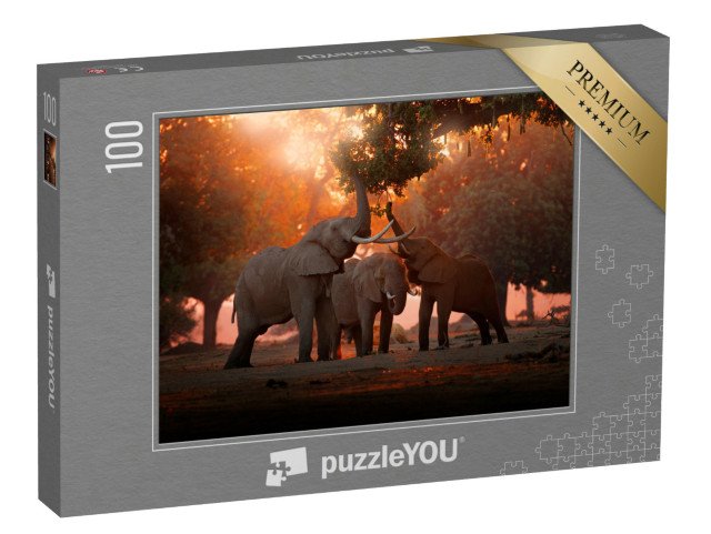 puzzle 100 dílků „Krmení slonů v národním parku Mana Pools, Zimbabwe“
