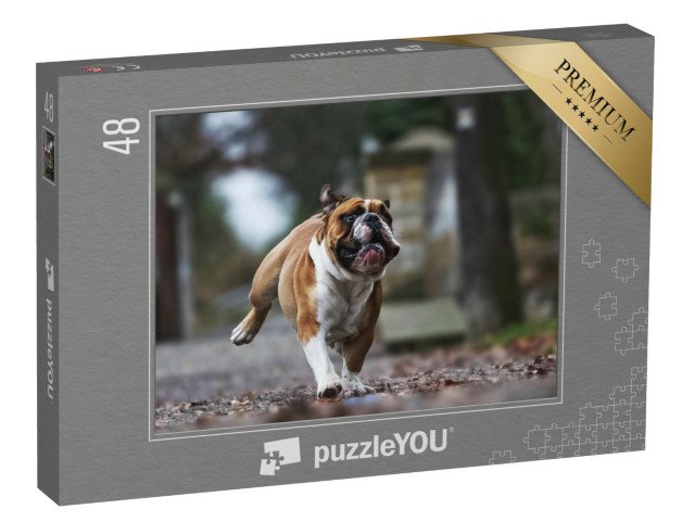 puzzle 48 dílků „Legrační buldok v plném běhu“