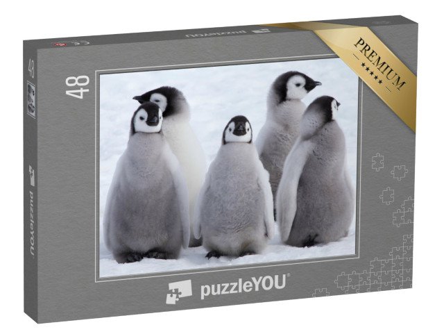 puzzle 48 dílků „Mláďata tučňáka císařského v Antarktidě“