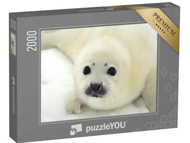 puzzle 2000 dílků „Mládě tuleně harfového na ledové kře“