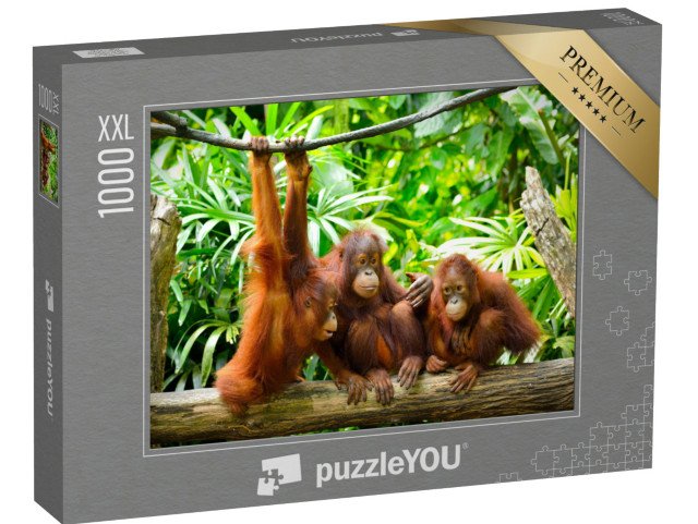 puzzle 1000 dílků XXL „Orangutani zblízka“