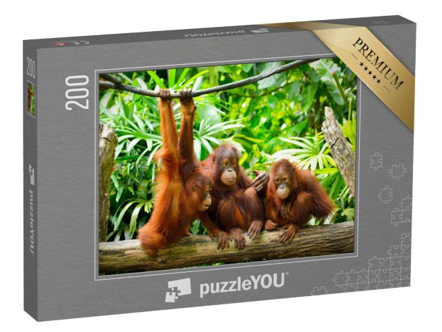 puzzle 200 dílků „Orangutani zblízka“