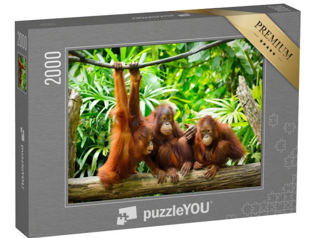 puzzle 2000 dílků „Orangutani zblízka“