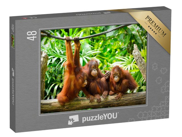 puzzle 48 dílků „Orangutani zblízka“