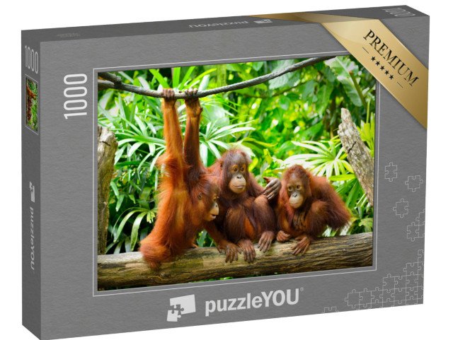 puzzle 1000 dílků „Orangutani zblízka“