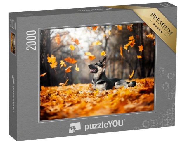 puzzle 2000 dílků „Pastýřský pes ve víru podzimního listí“