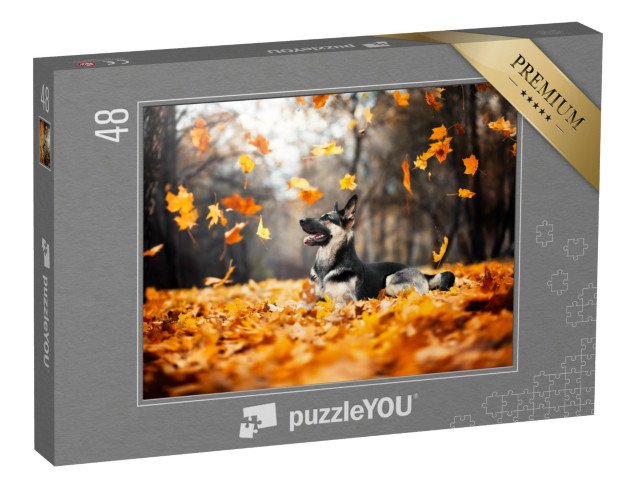 puzzle 48 dílků „Pastýřský pes ve víru podzimního listí“