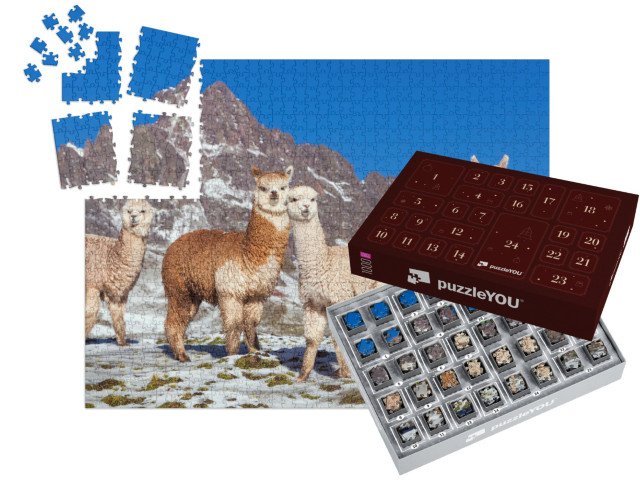 Adventní kalendář „Skupina lam na zasněžené pastvině, Andy, Peru“