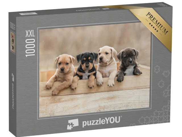puzzle 1000 dílků XXL „Štěňata amerického stafordšírského teriéra v krabici“