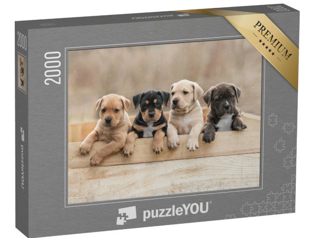 puzzle 2000 dílků „Štěňata amerického stafordšírského teriéra v krabici“