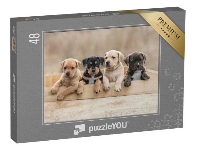 puzzle 48 dílků „Štěňata amerického stafordšírského teriéra v krabici“