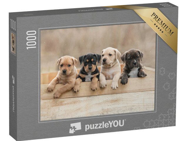 puzzle 1000 dílků „Štěňata amerického stafordšírského teriéra v krabici“
