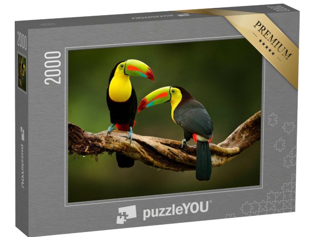 puzzle 2000 dílků „Tukan sedící na větvi v lese, krásná vegetace Kostariky“