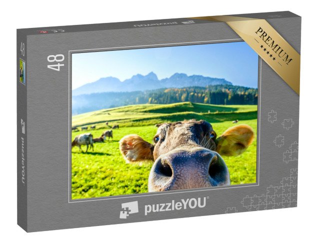 puzzle 48 dílků „Zvědavá kráva“