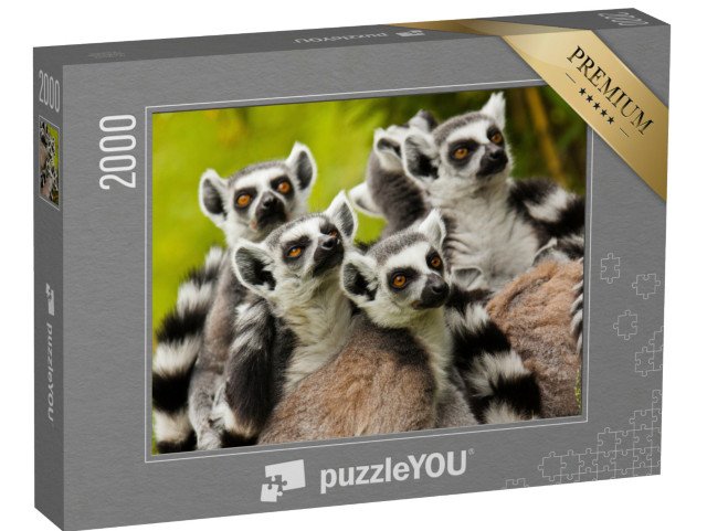 puzzle 2000 dílků „Zvědaví lemuři kroužkovaní“