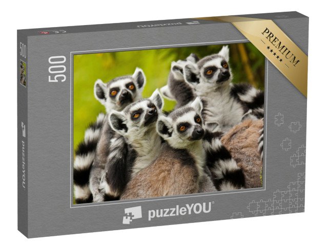puzzle 500 dílků „Zvědaví lemuři kroužkovaní“