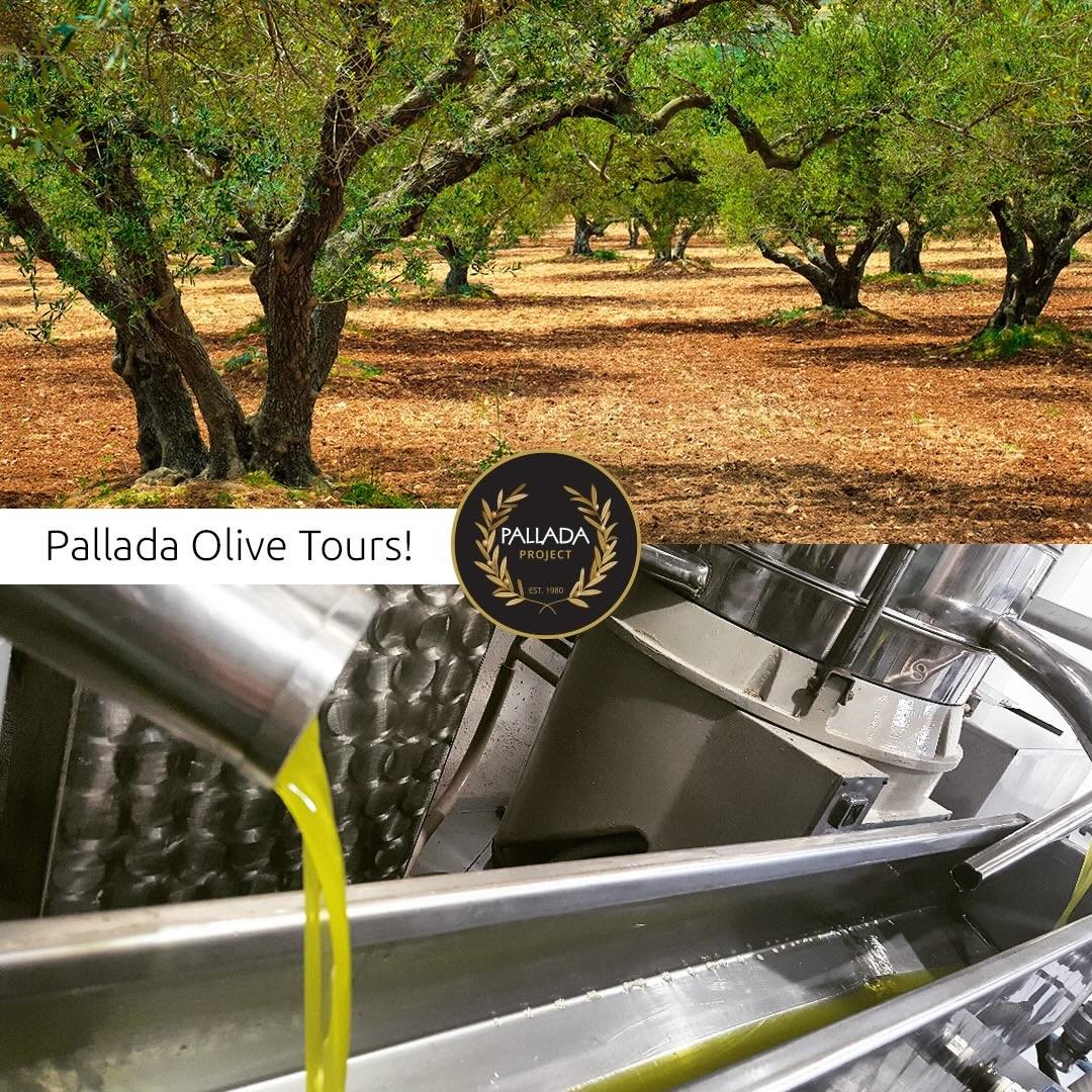 Pallada Kréta Extra panenský olivový olej 500 ml – plech - Obrázek 5