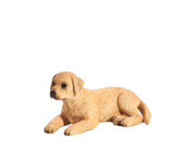 Mojo Labrador štěně